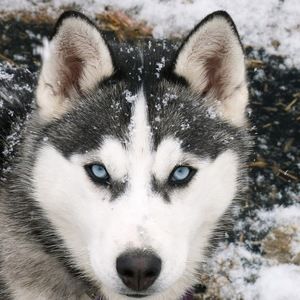 Meet your Posher, Alexandra